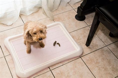 Are Dog Diapers Good for Potty Training: A Journey Through Canine Comfort and Chaos