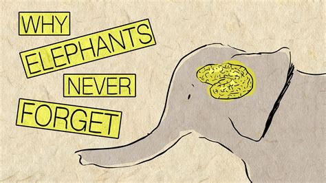 Elephants Never Forget: A Journey Through Memory and Compassion