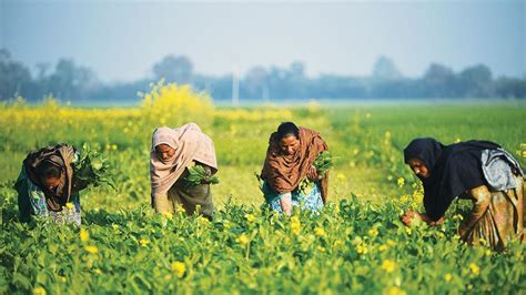  Guide to Efficient Farming in Pakistan: Unveiling a Tapestry of Agricultural Wisdom