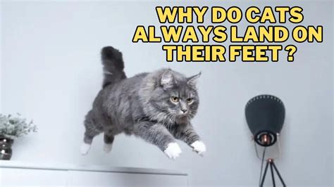 What Training Do You Need to Be a Mechanical Engineer and Why Do Cats Always Land on Their Feet?